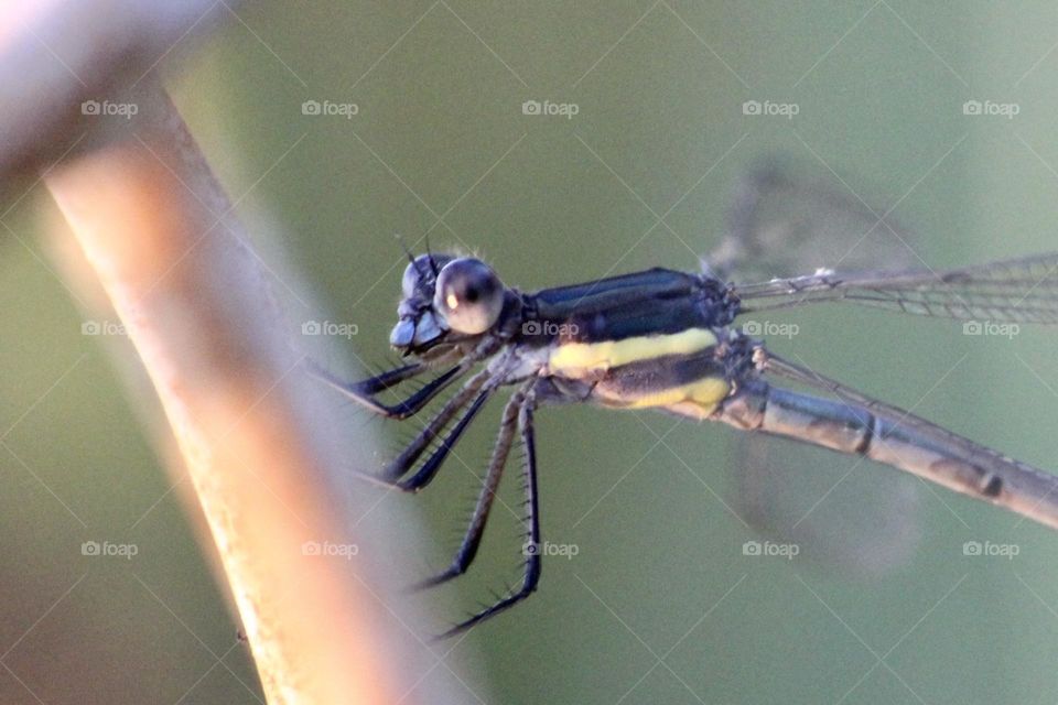 Spreadwing Damselfly 