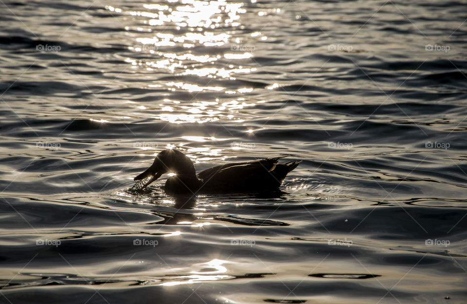 Duck on the lake at sunset