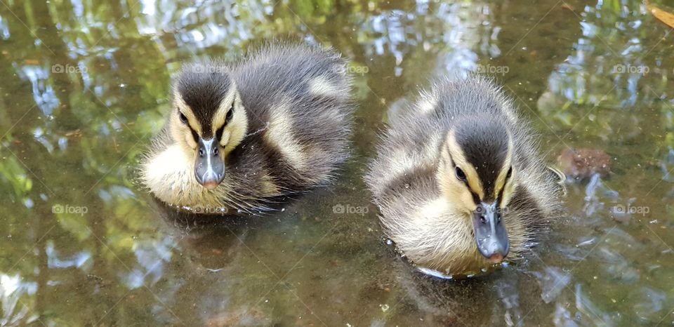 ducklings