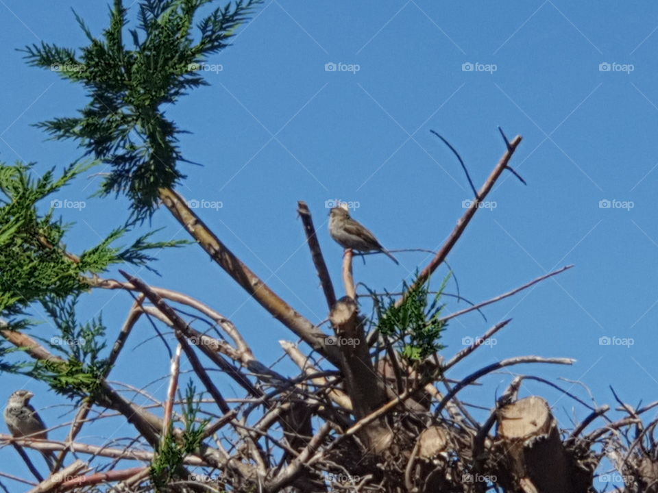 Sparrow with a butterfly on the head.