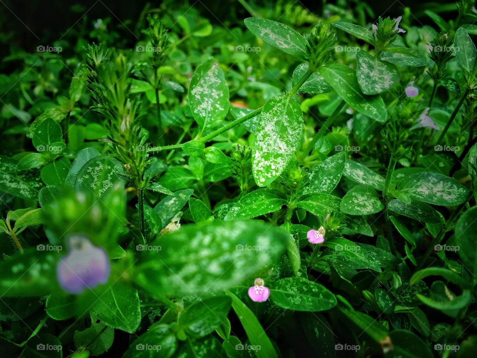 Flower and natural 
sri ..🌺