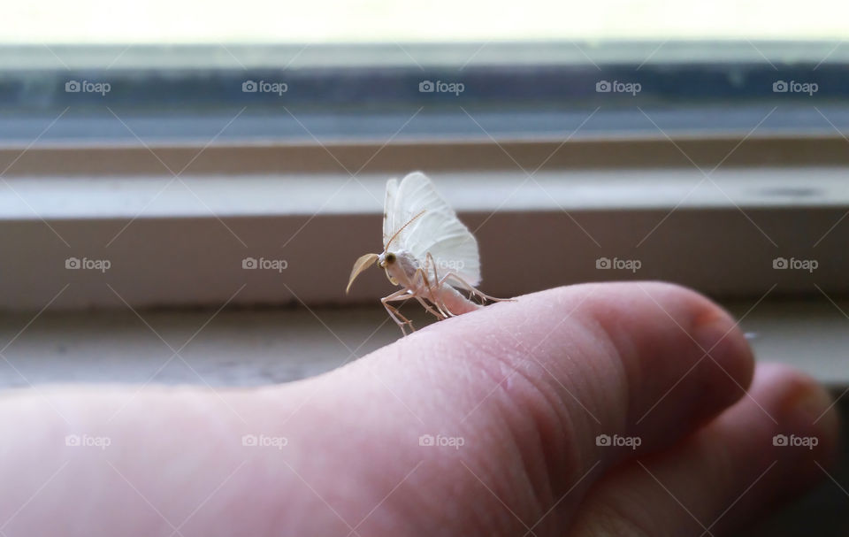 White moth on finger