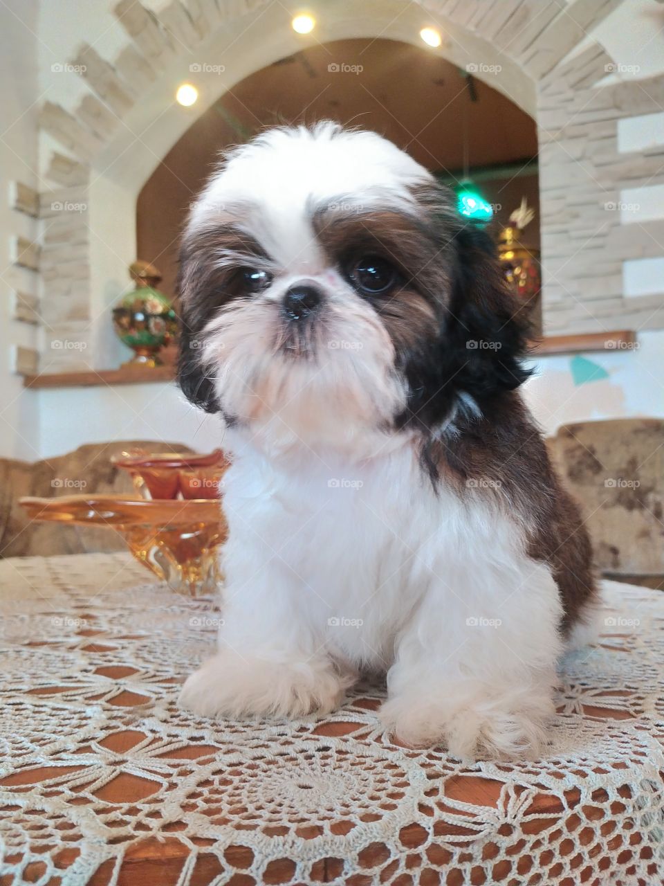 Shih Tzu
