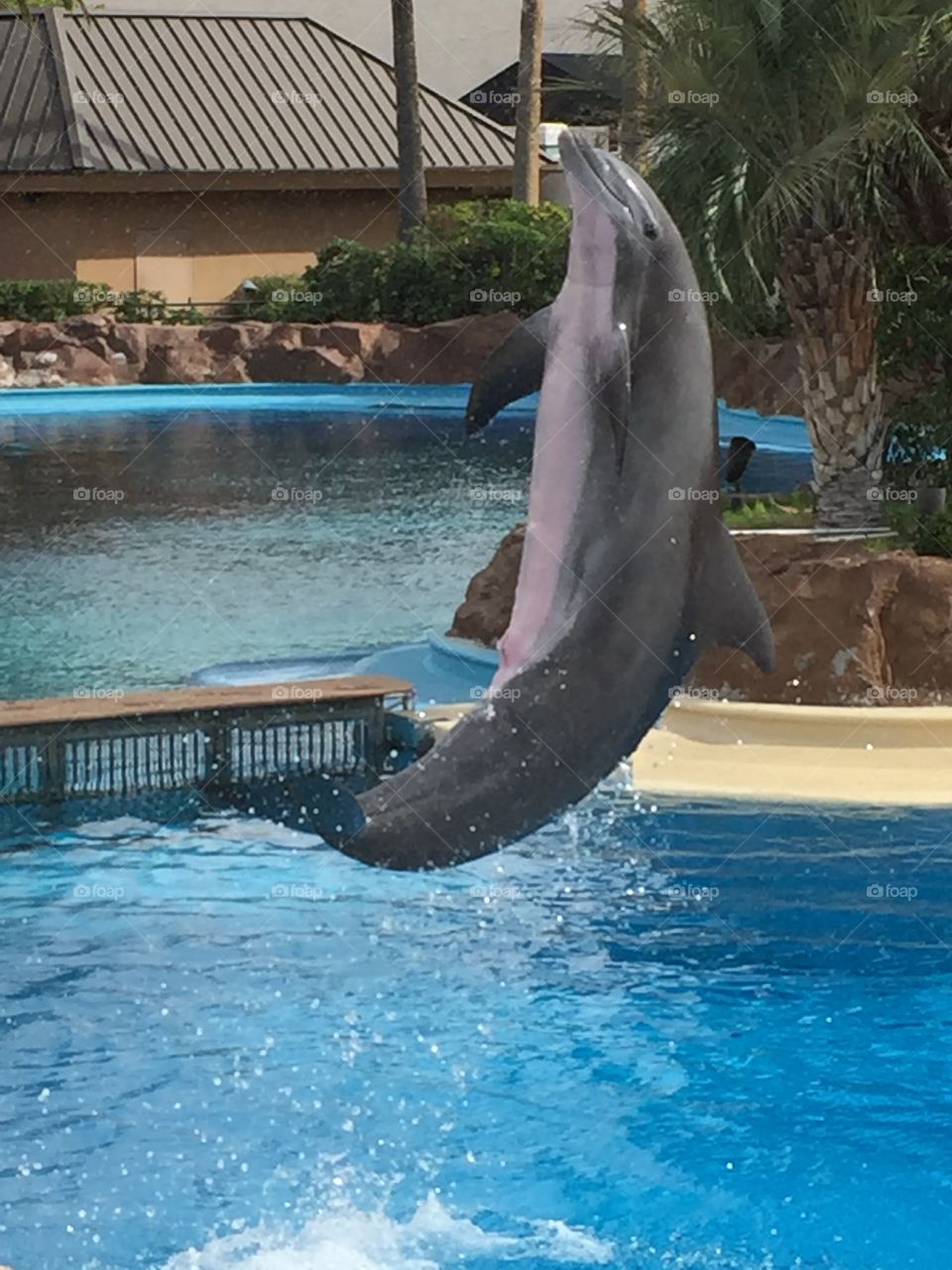 A dolphin goes airborne at the Dolphin Habitat, The Mirage in Las Vegas. 