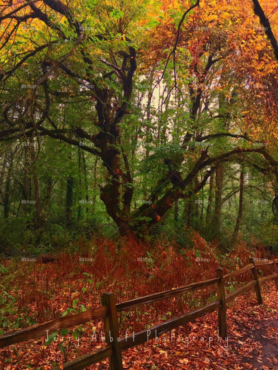 Fall Foliage and Colorful Tree