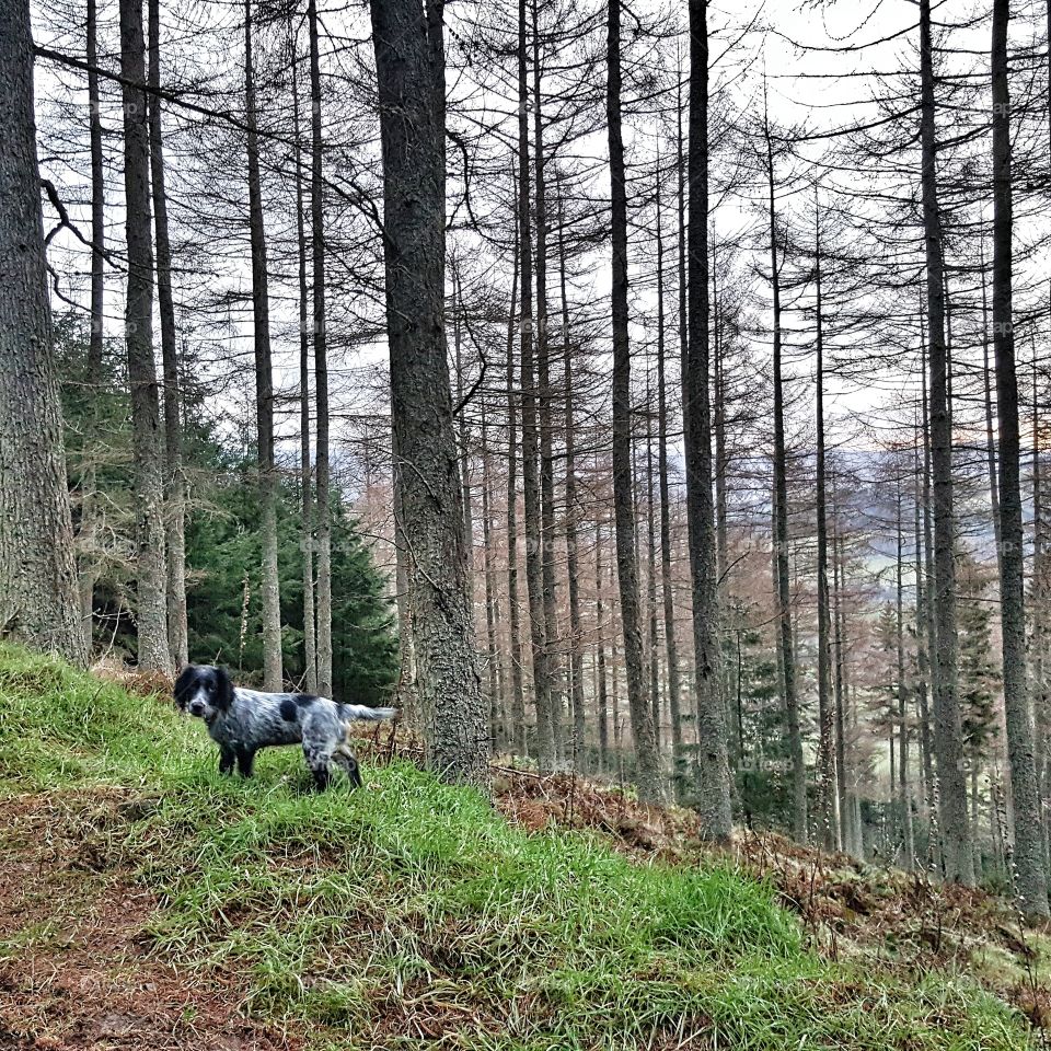 Puppy's first forest walk