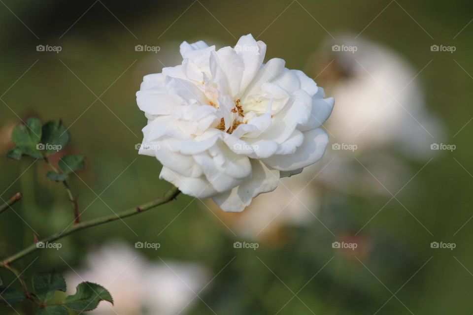 White Rose