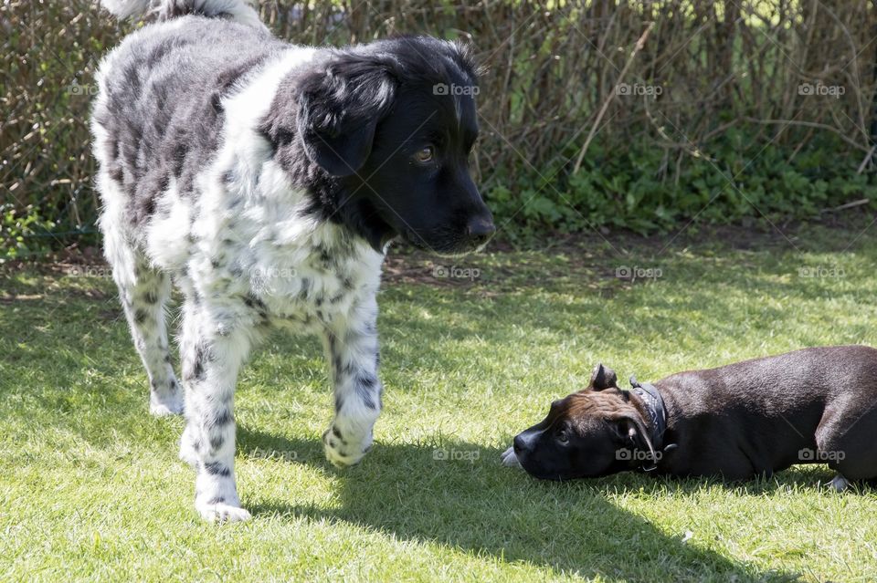 Communication between puppy and older dog - kommunikation mellan valp och äldre hund 