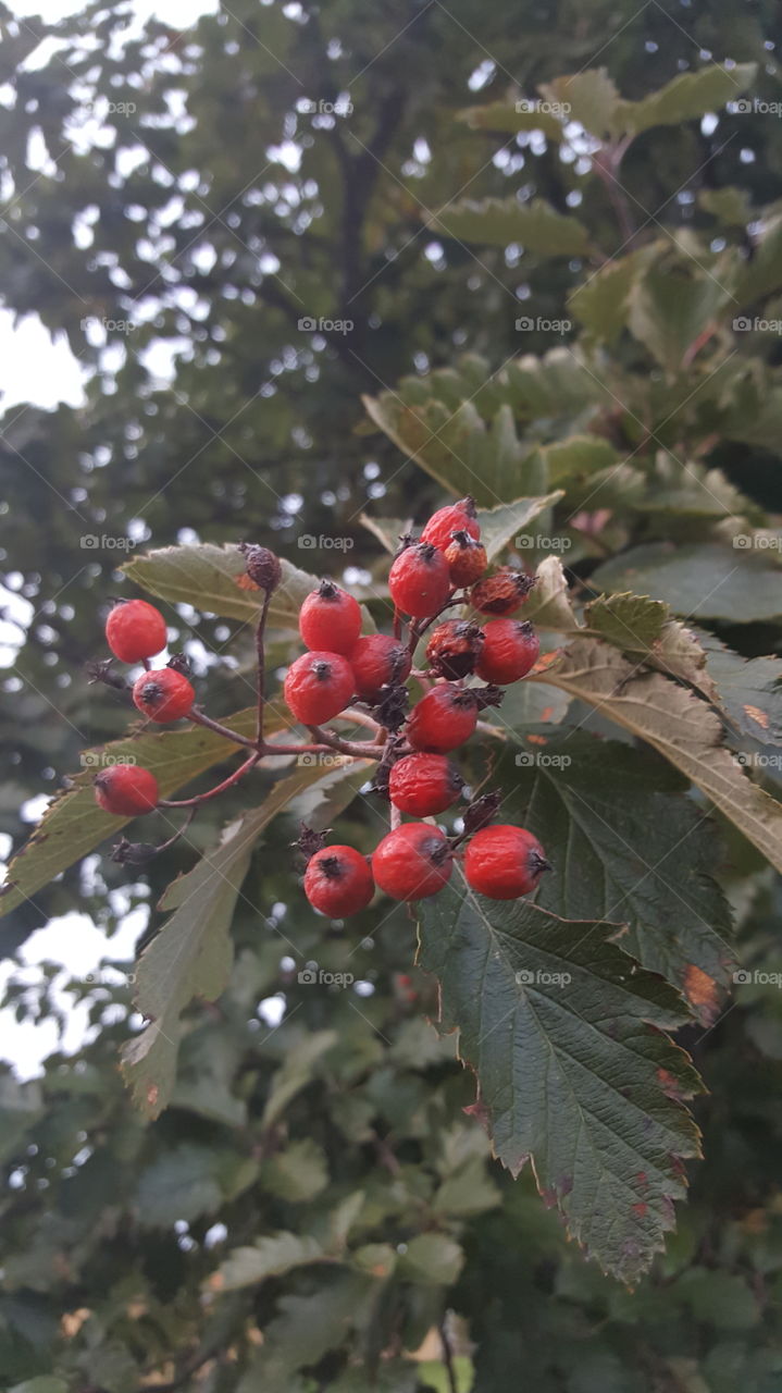 Red berries