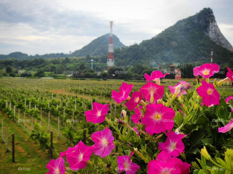 Wine garden in Thailand 