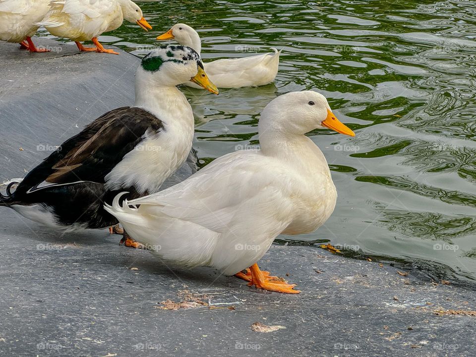 Ducks watching the lake