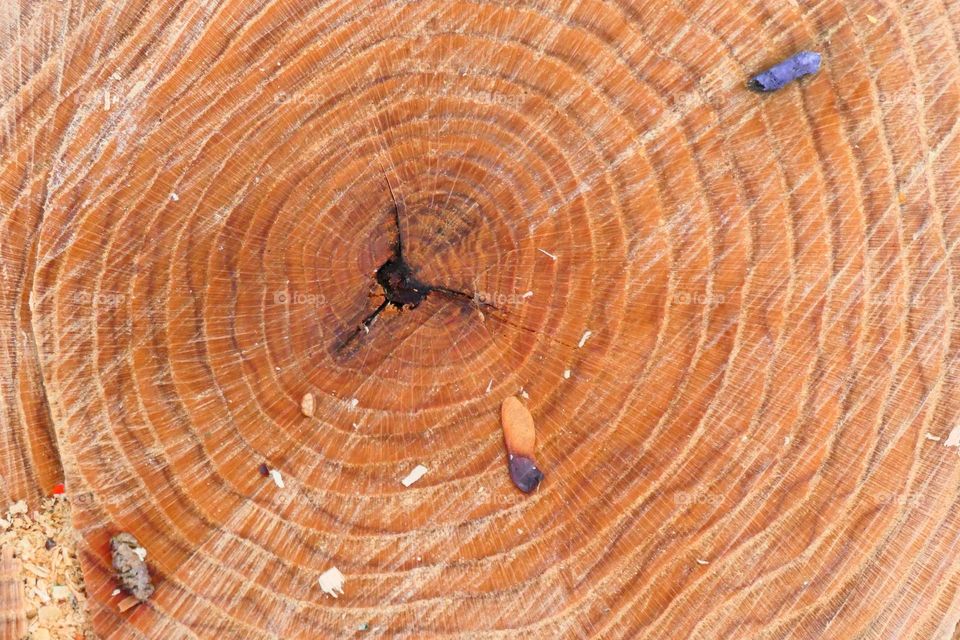 Baumschule mit Jahresringen