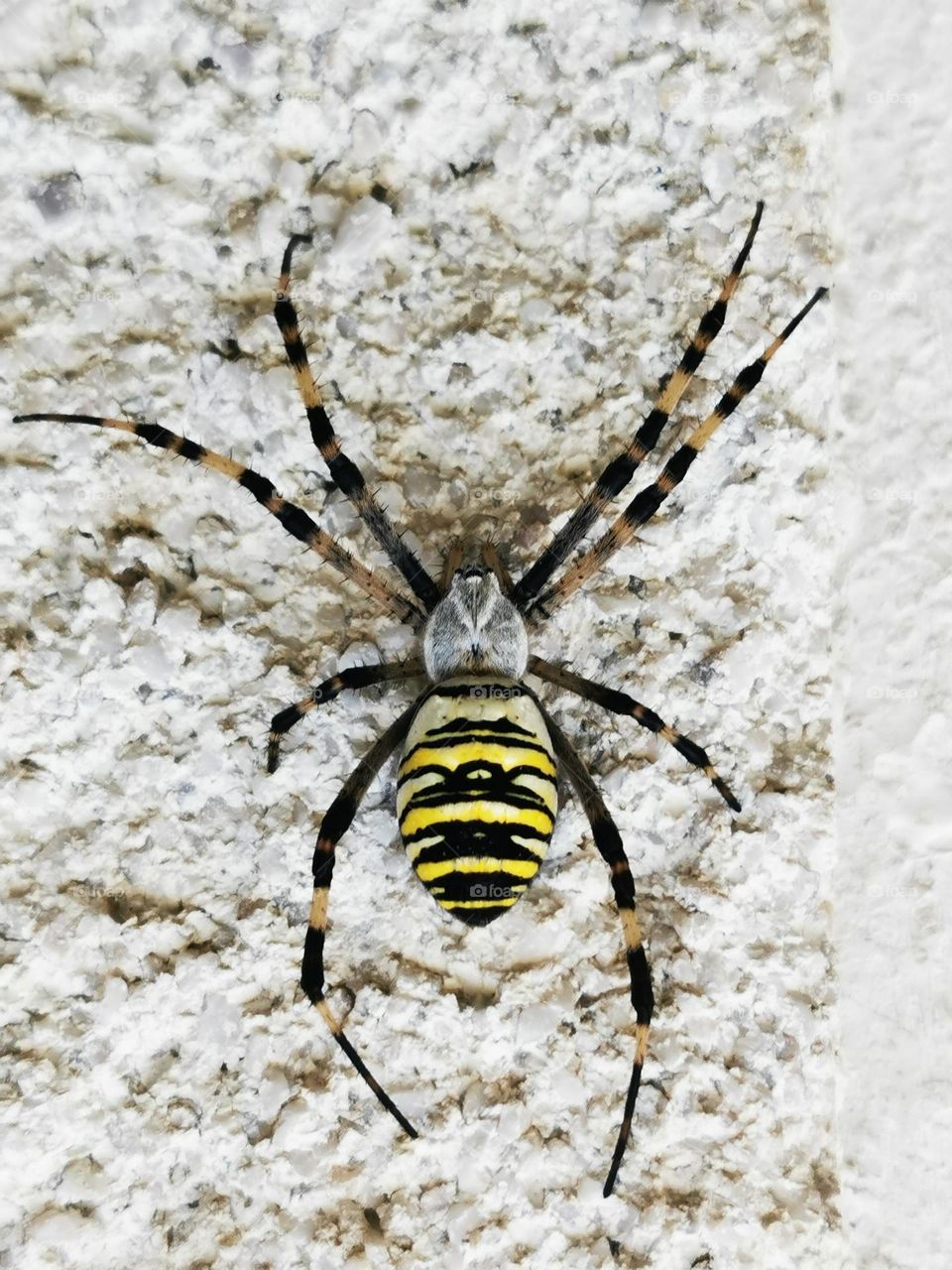 Interesting spider on a visit :)