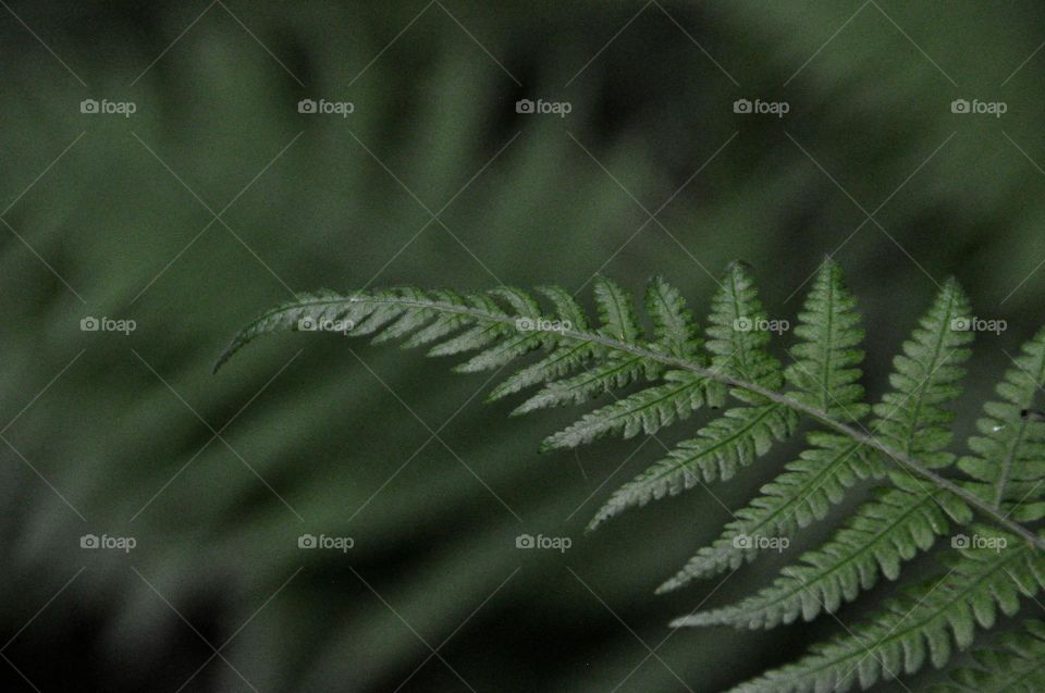 Fern 