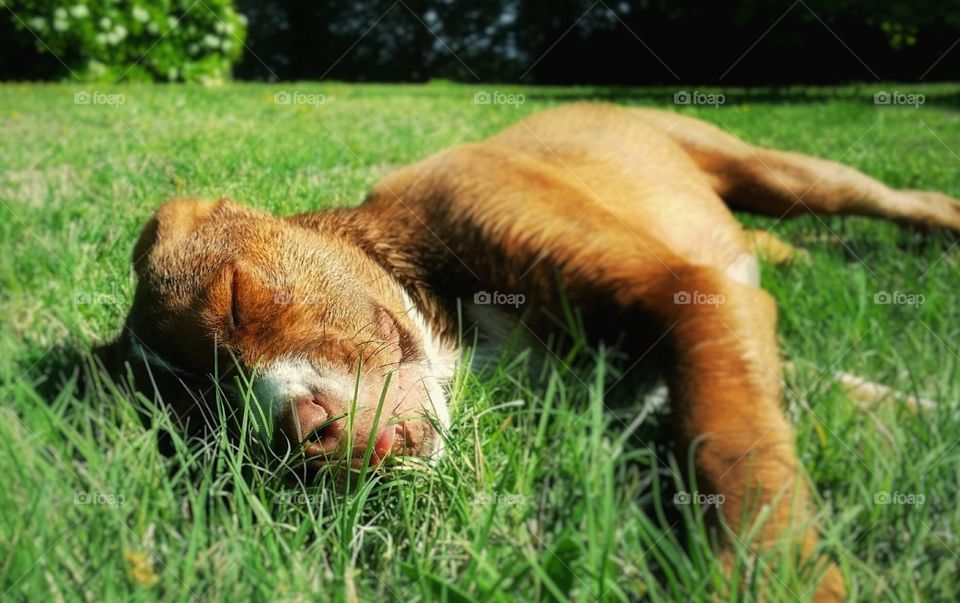 Puppy sleeping in the green summer grass smiling with her tongue hanging out