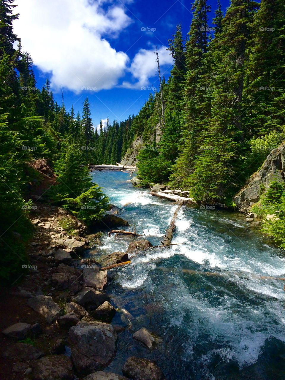 River flowing amongst trees