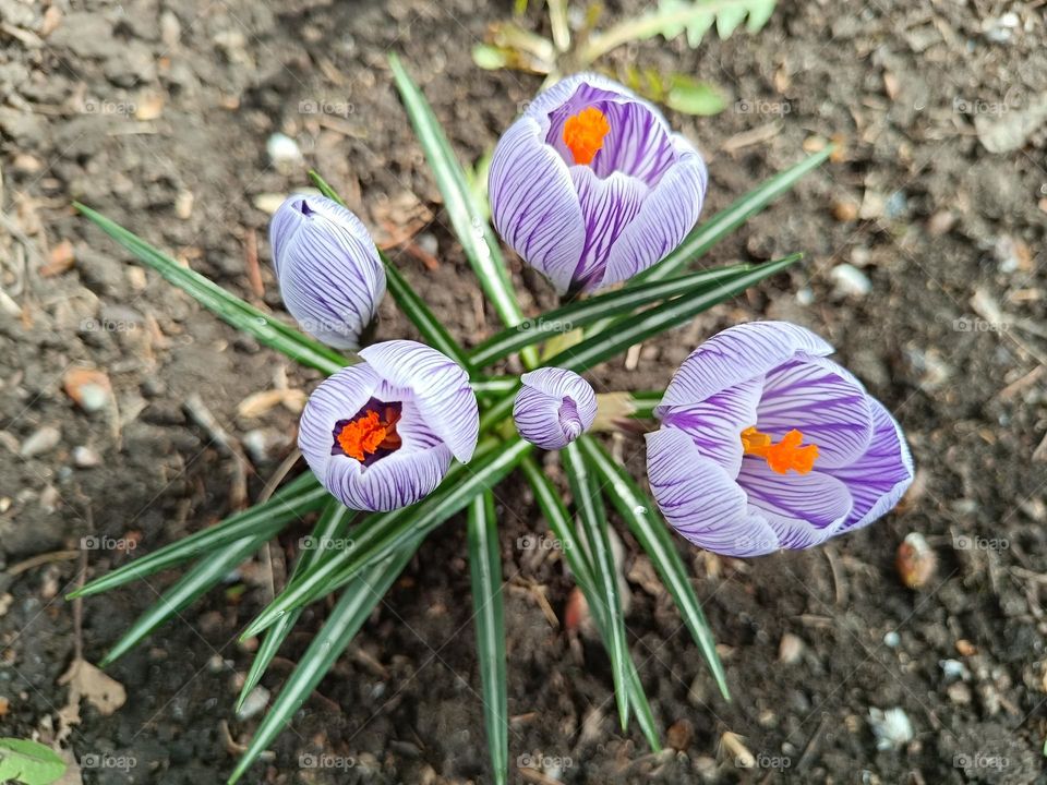 crocuses