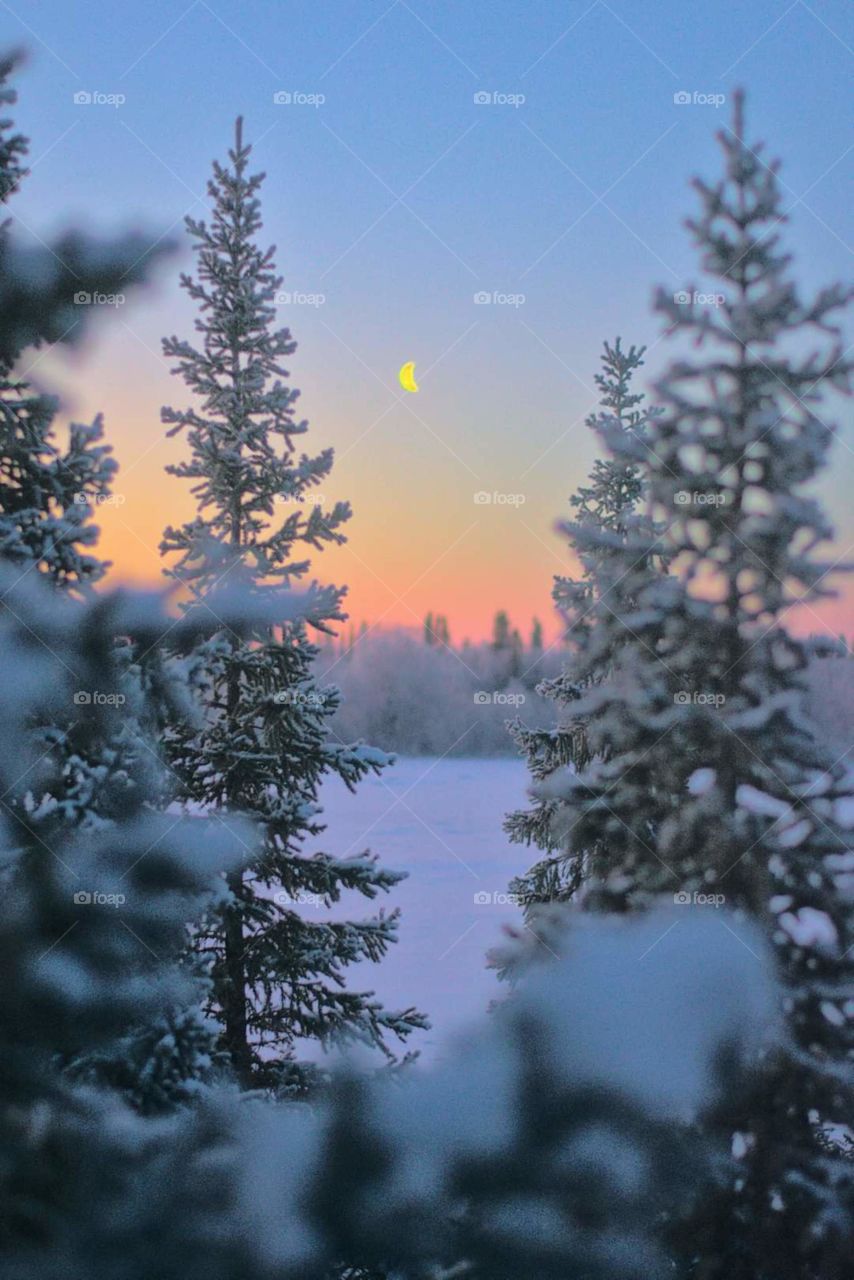 Winter, winter time, winter landscape, winter fairy tale, frost, frosty lace, north, arctic, snow, winter sunset, winter morning, snowy land, northern land, northern latitude, cold, red, frosty morning, snow on branches, ice, icy branches, sun, winte