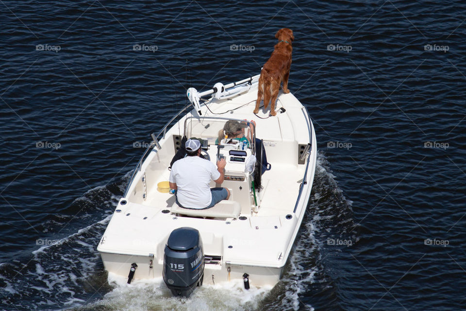 Boating with the family pet