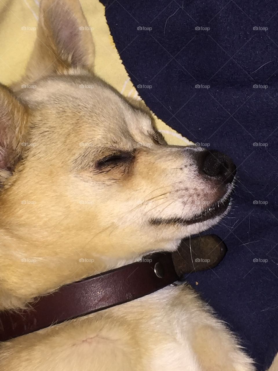 Sleepy chihuahua 