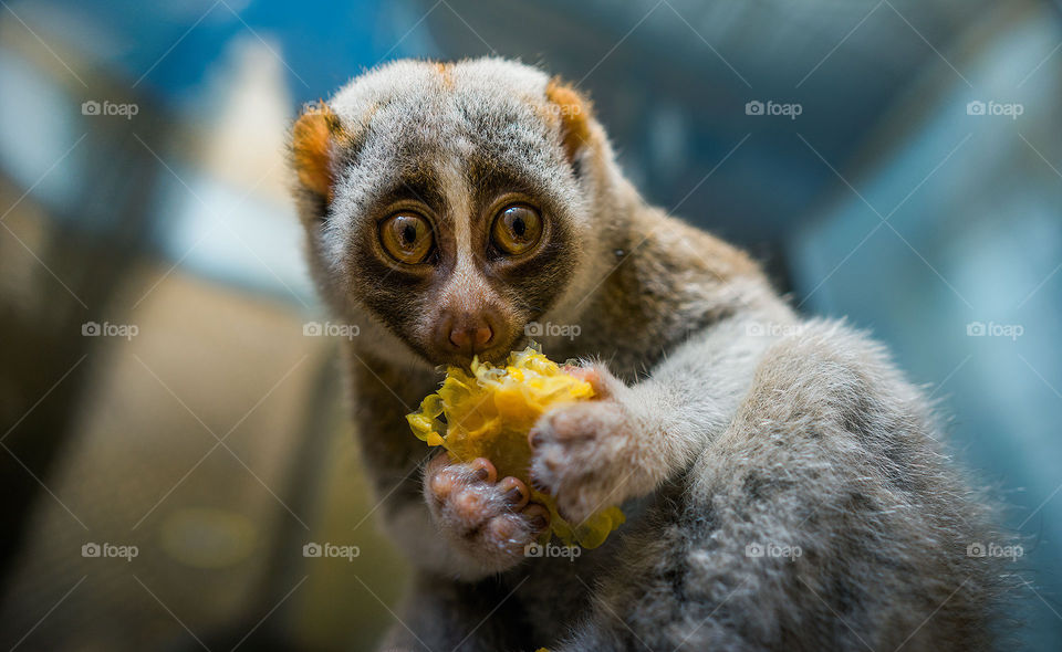 slow lories