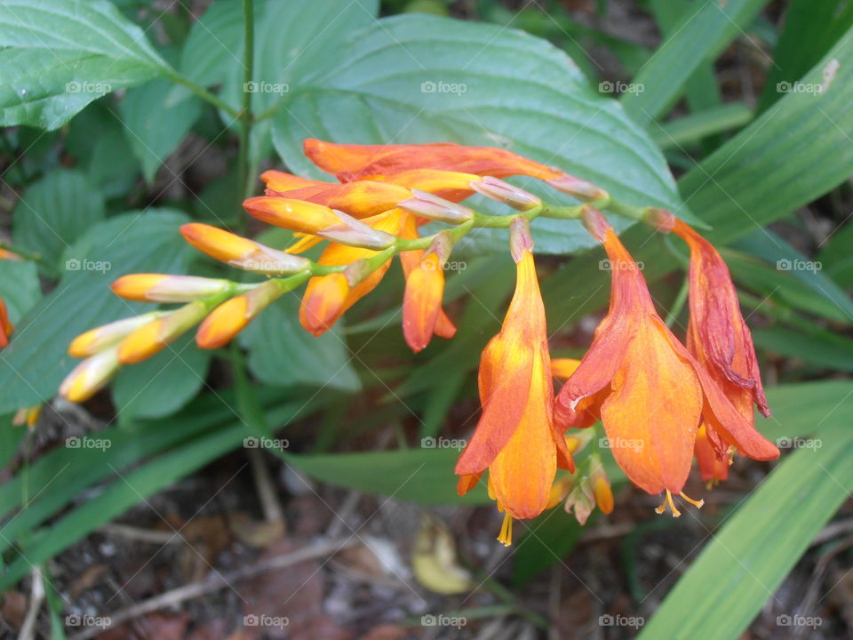 Orange Godeita Flowers