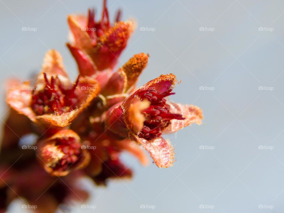 Maple tree in bloom