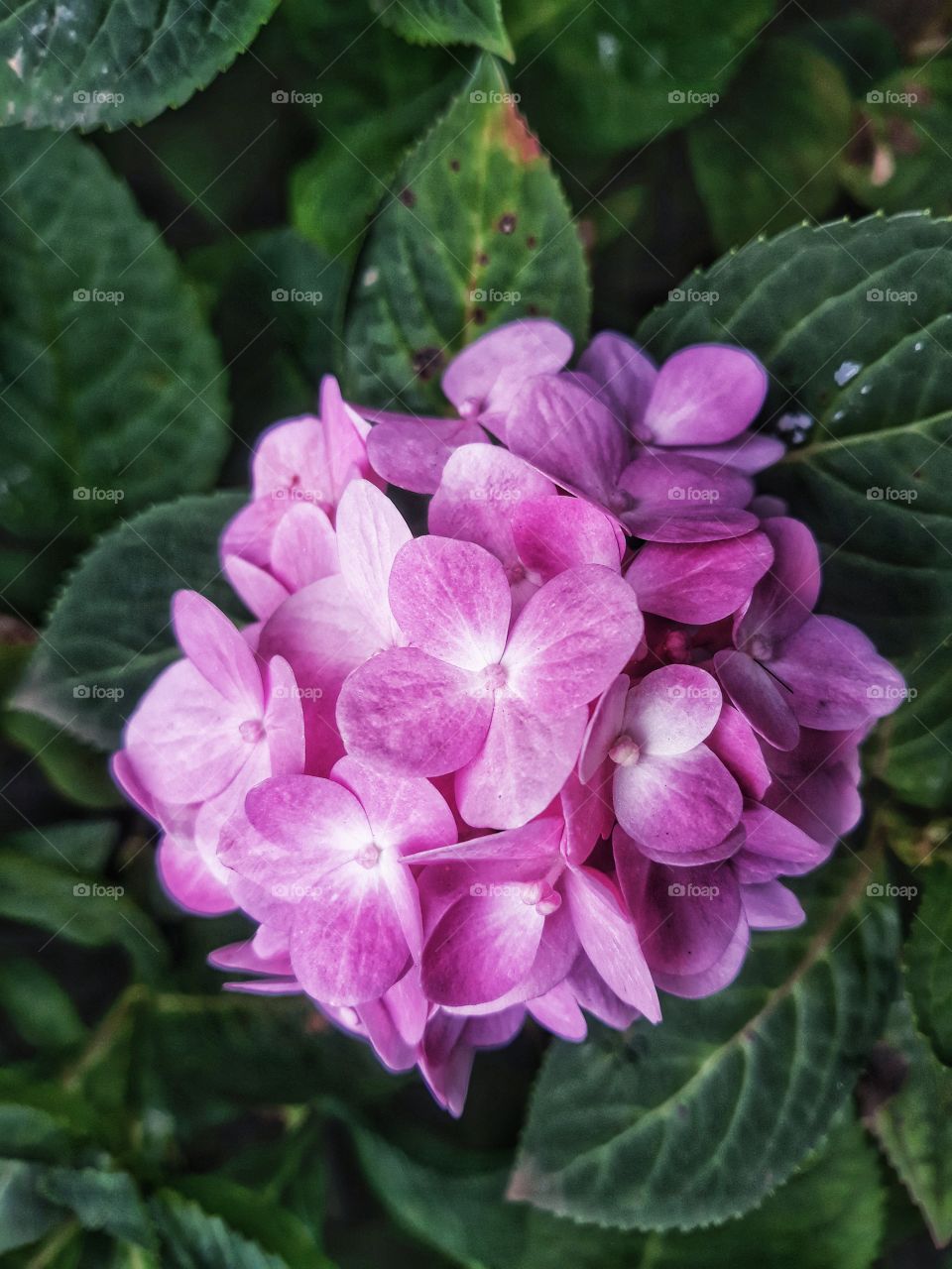 pink flower