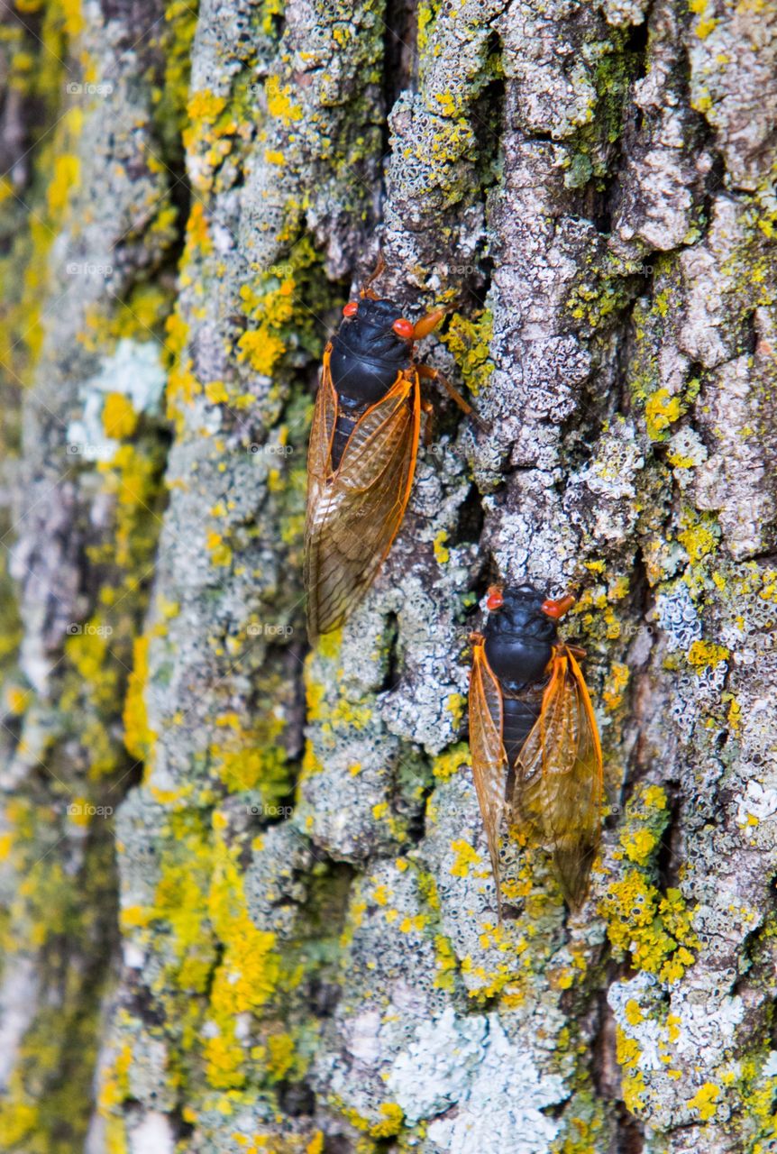 return of the 17 years cicadas