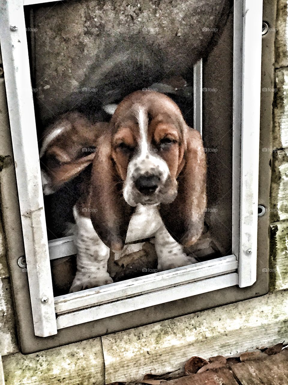 Bassett hound standing in doggy door