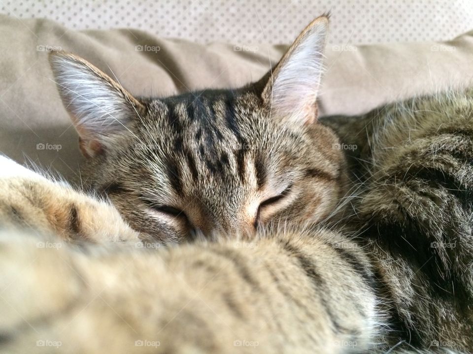 Close-up of cat sleeping