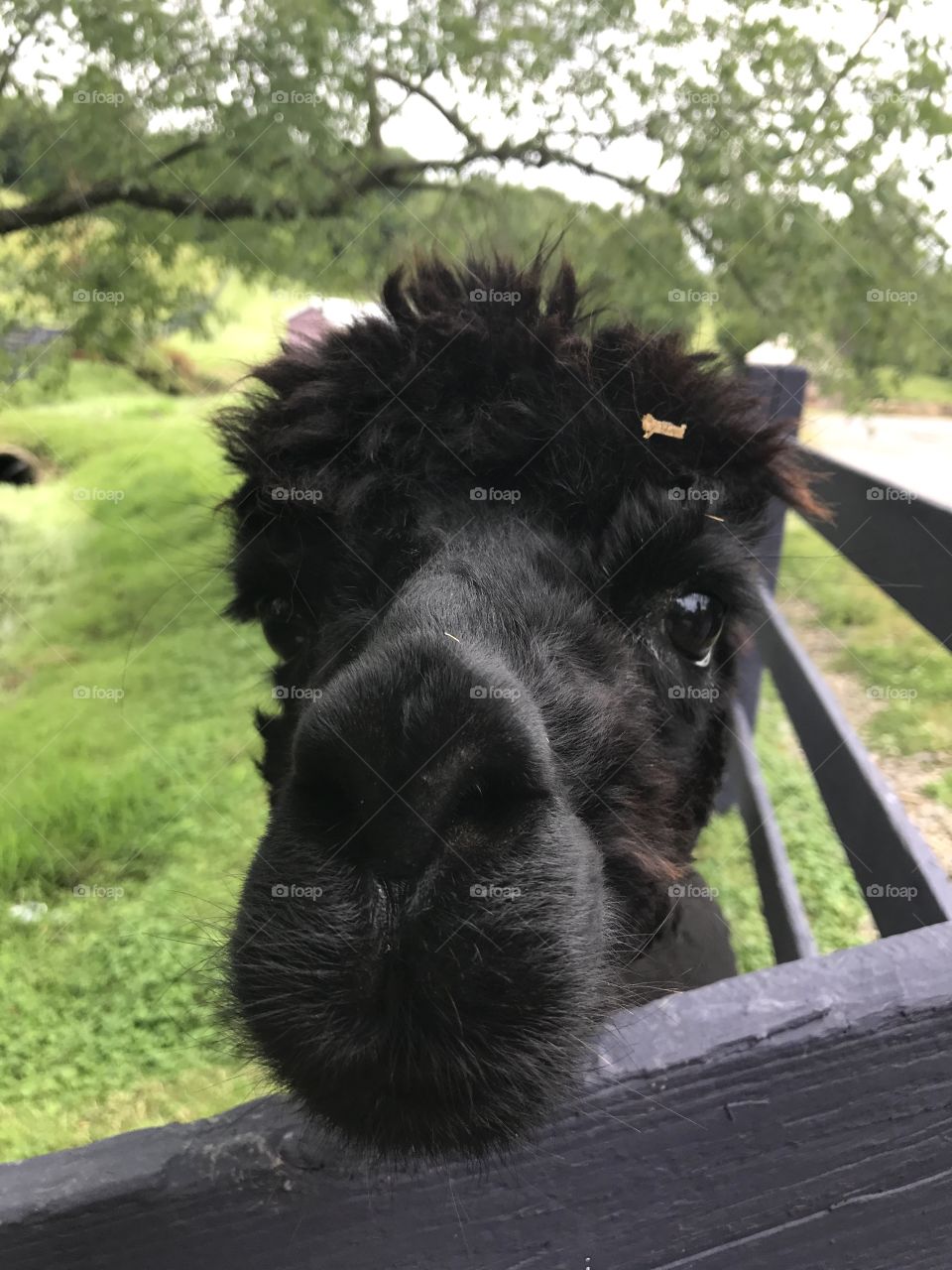 Alpaca selfie