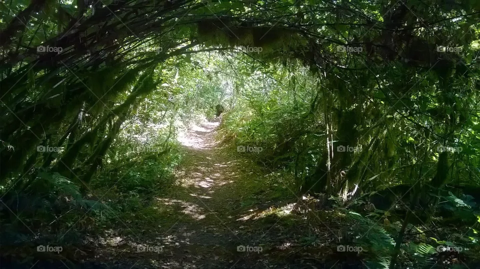 Forest 