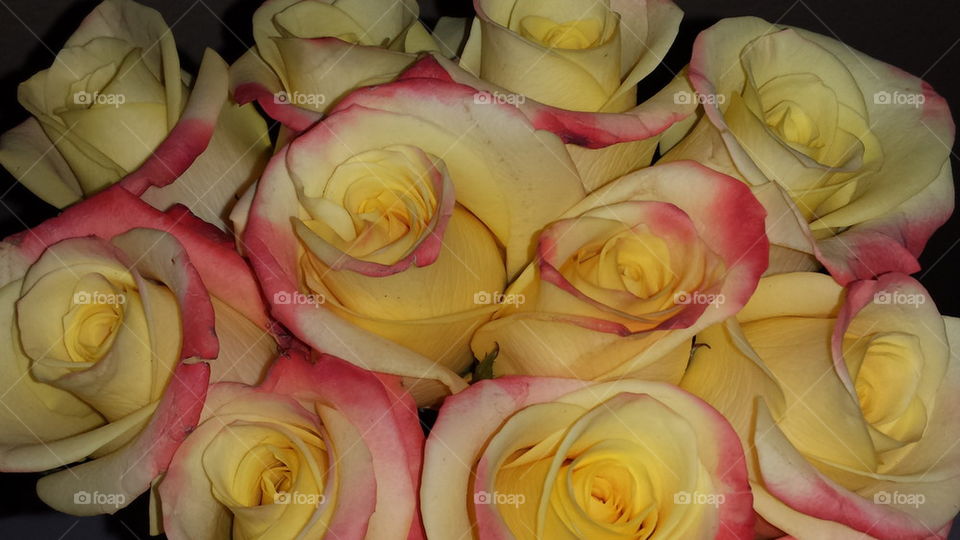 Yellow roses with pink tips