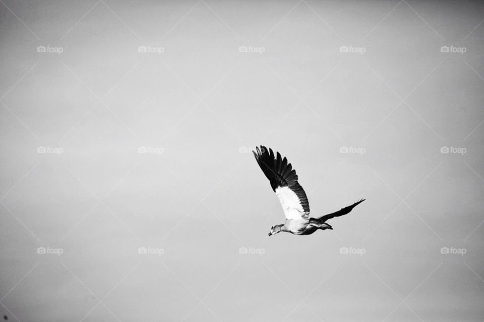 sky flying duck wings by rinusrini