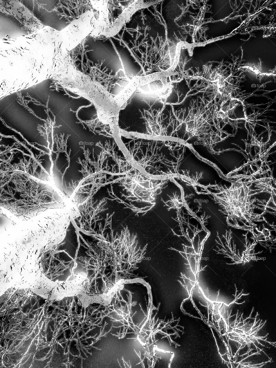 Tree and Sky With Noir Edit