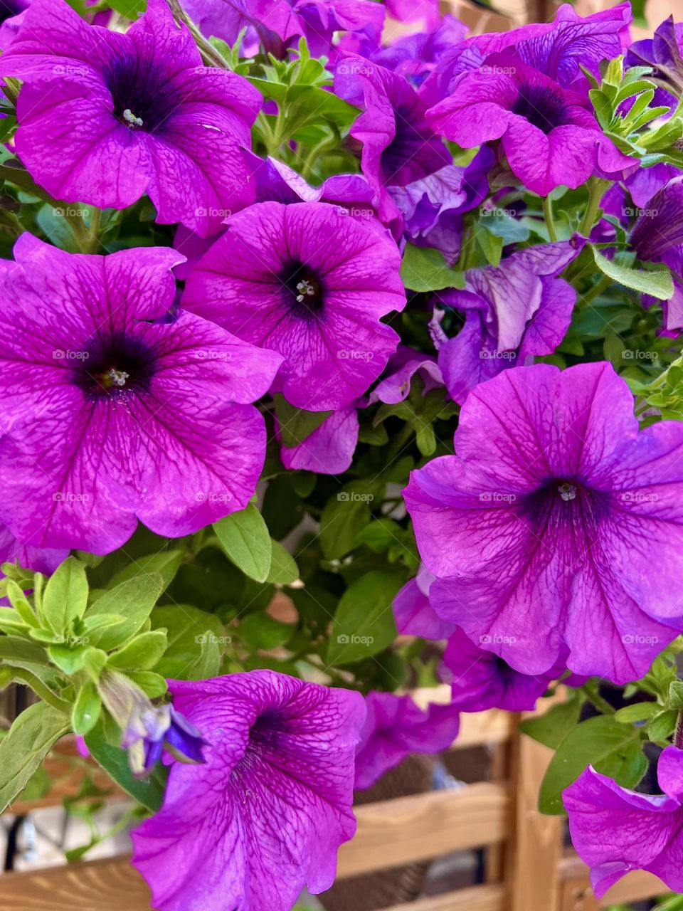 Surfinia is a variety of ampelous petunias that has gained unprecedented popularity around the world.