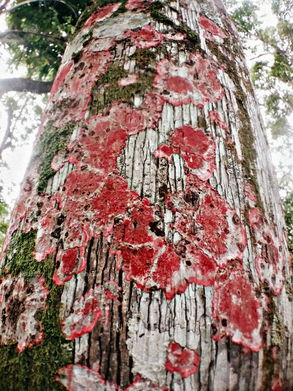 O liquen rosa nas costas da palmeira como uma tatuagem.