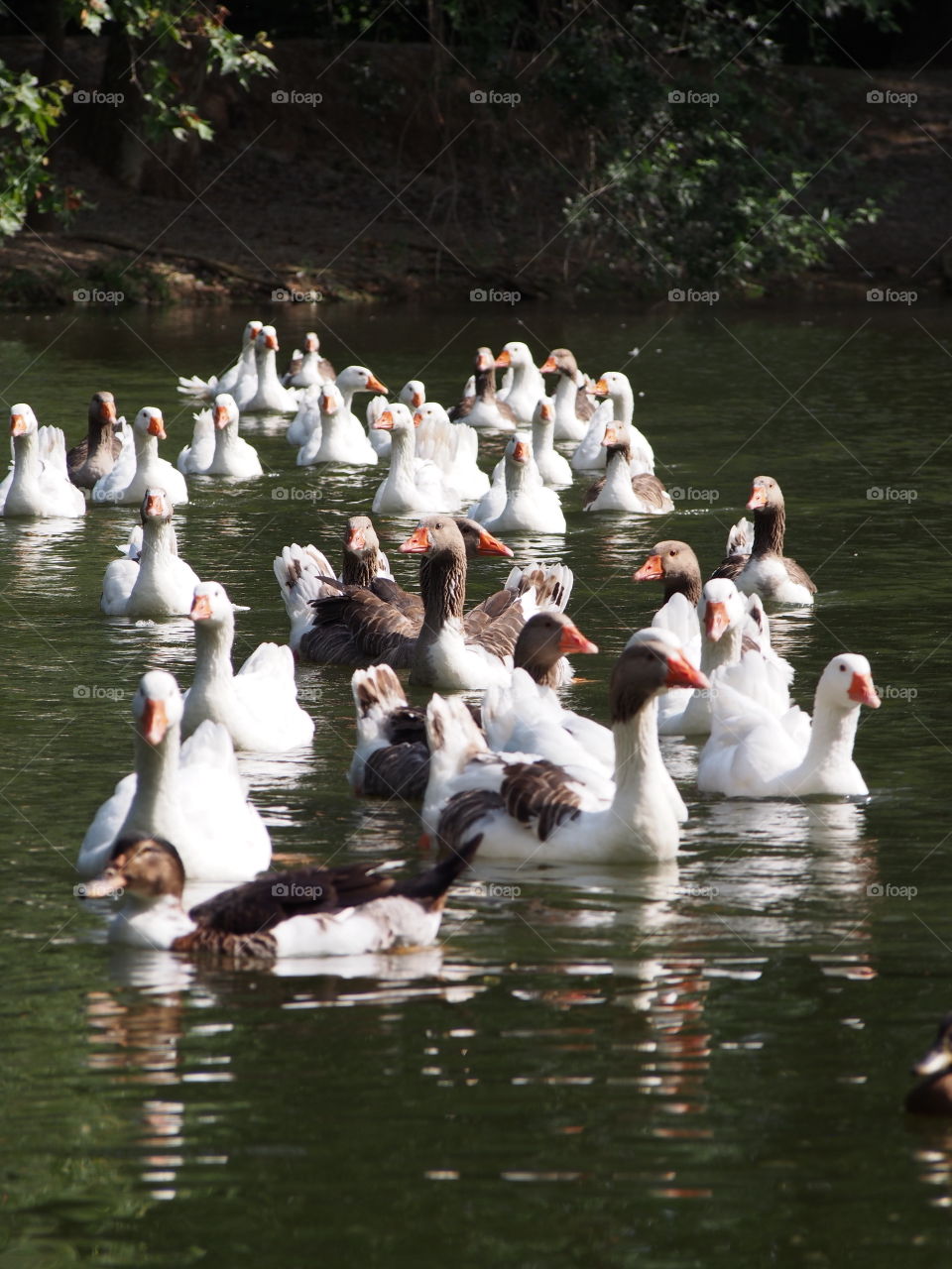 Goose swimming on water