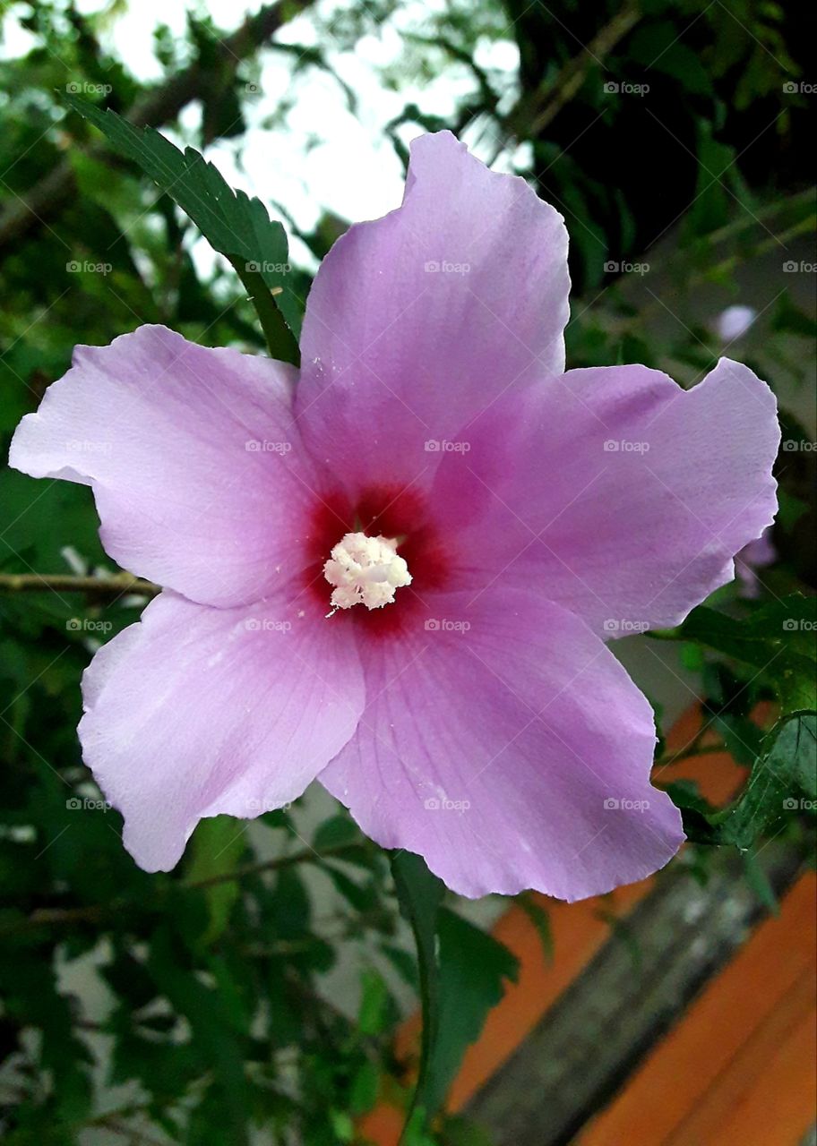 Beautiful blooming flowee