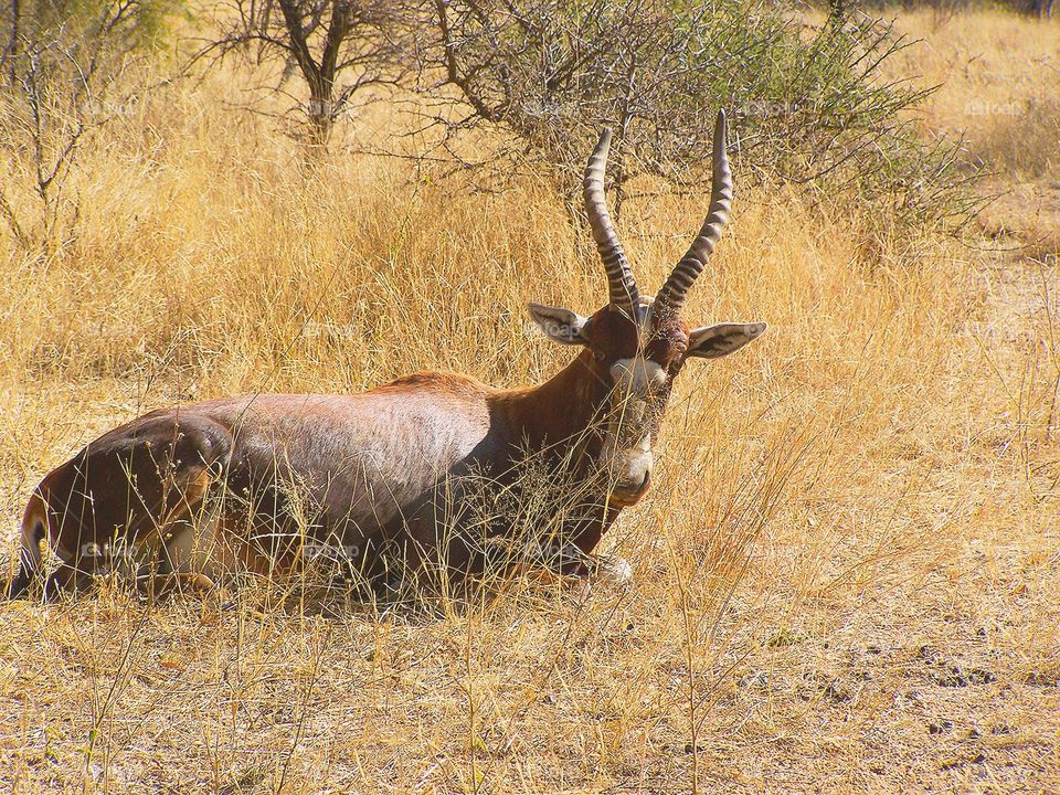 Blesbok, blesbuck in South Africa