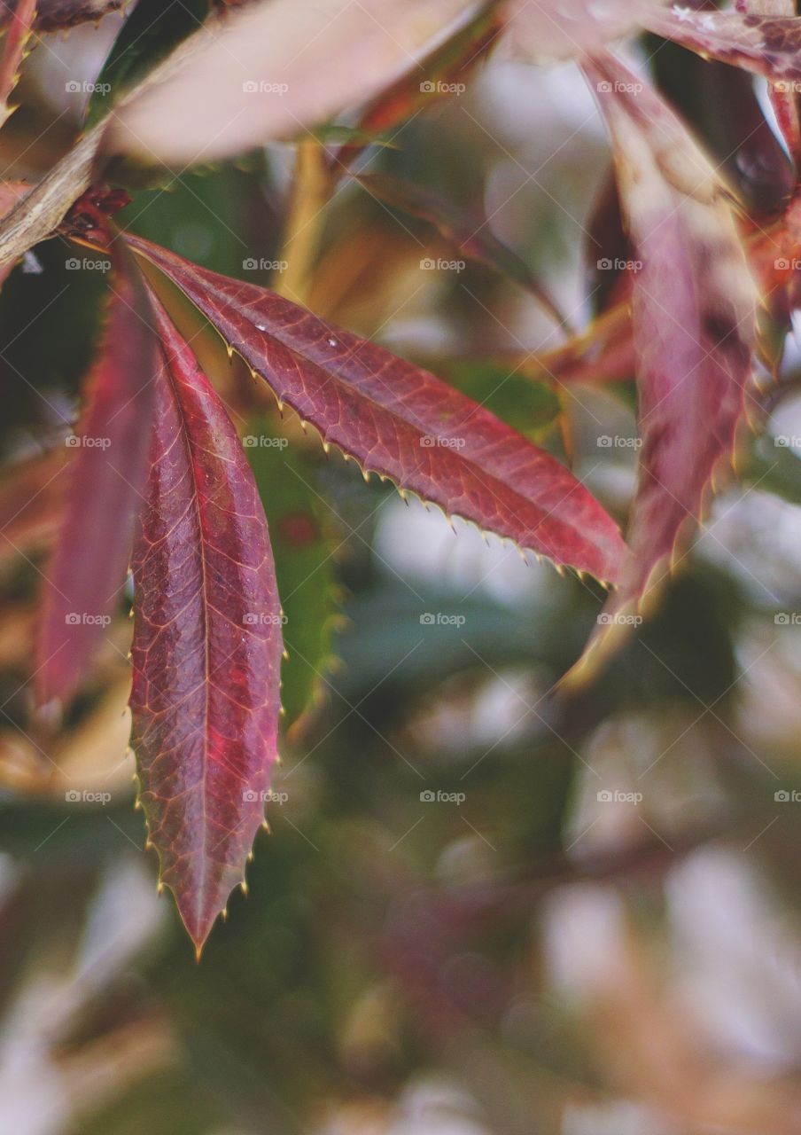 Red leaves close up