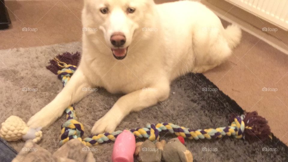 Dog, One, People, No Person, Child