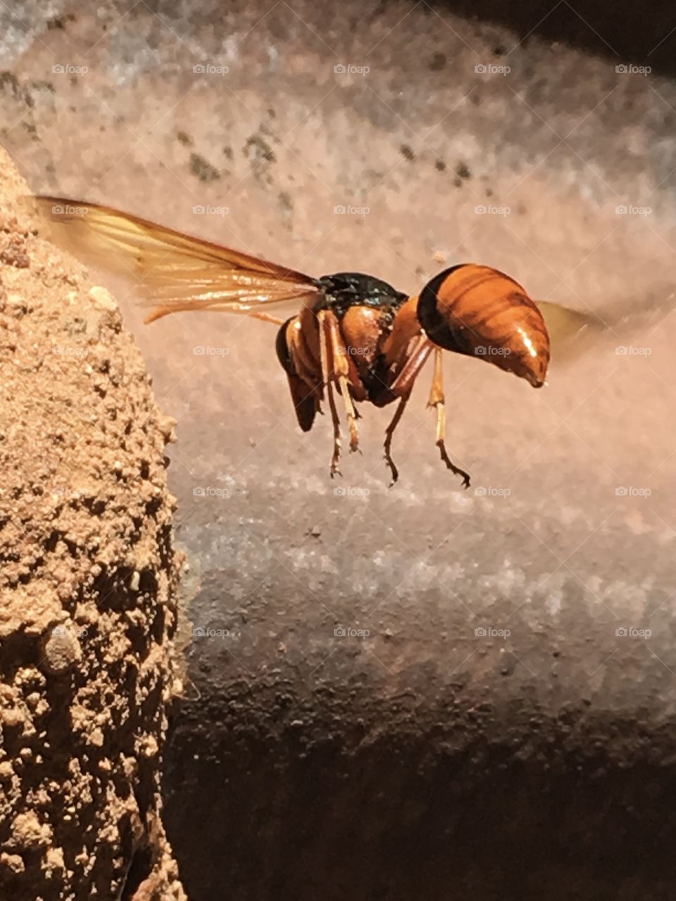 Hovering orange mud wasp