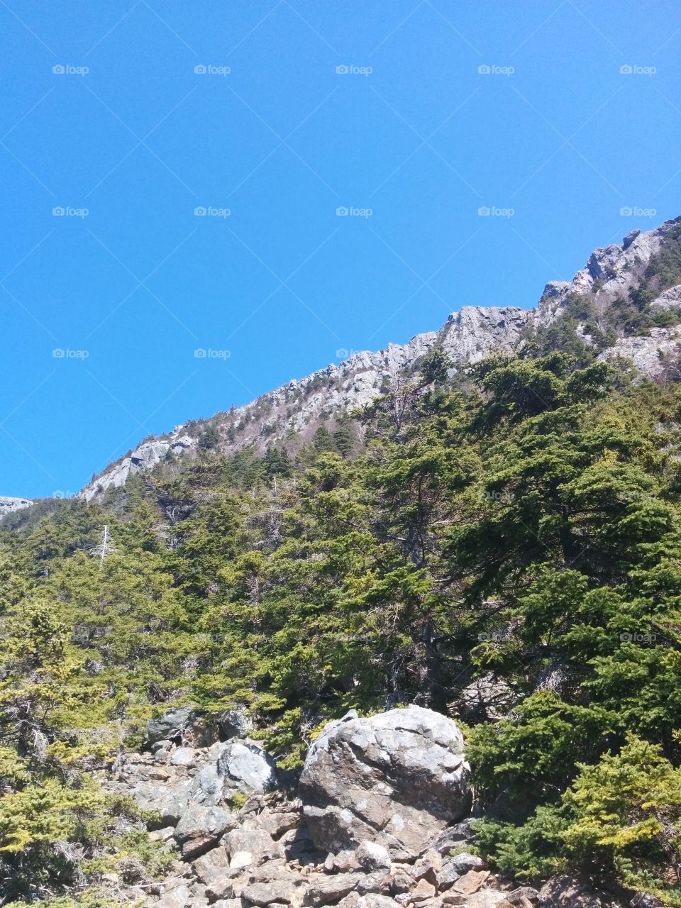 Mountain Of Trees. A view along a hike.
