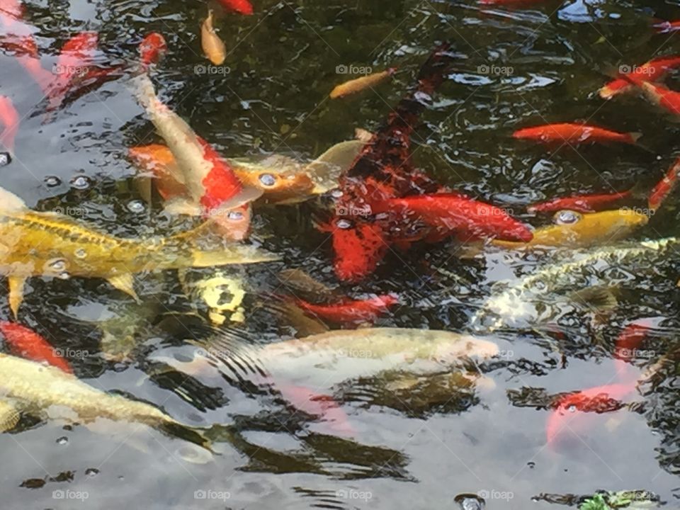 Fish pond