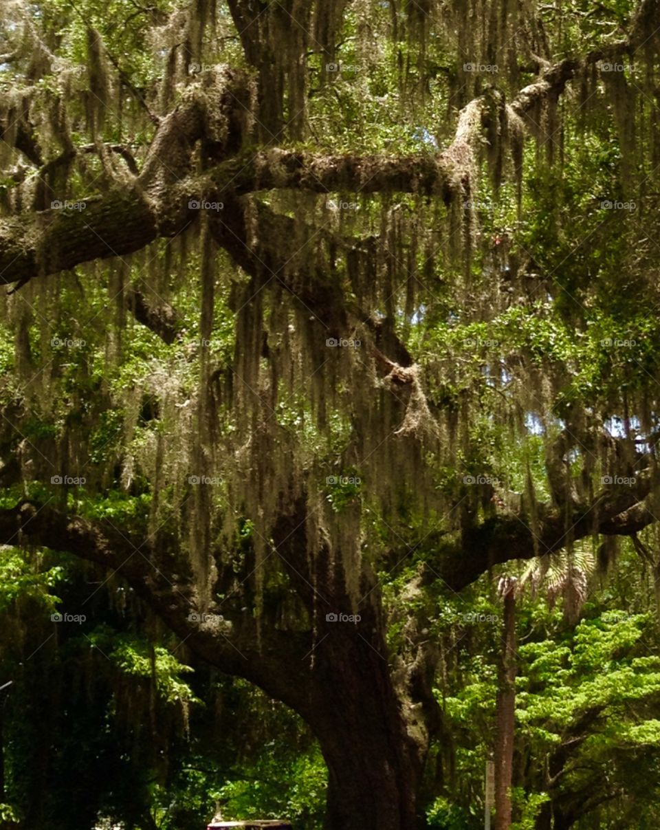 Spanish Moss. Rockville walk