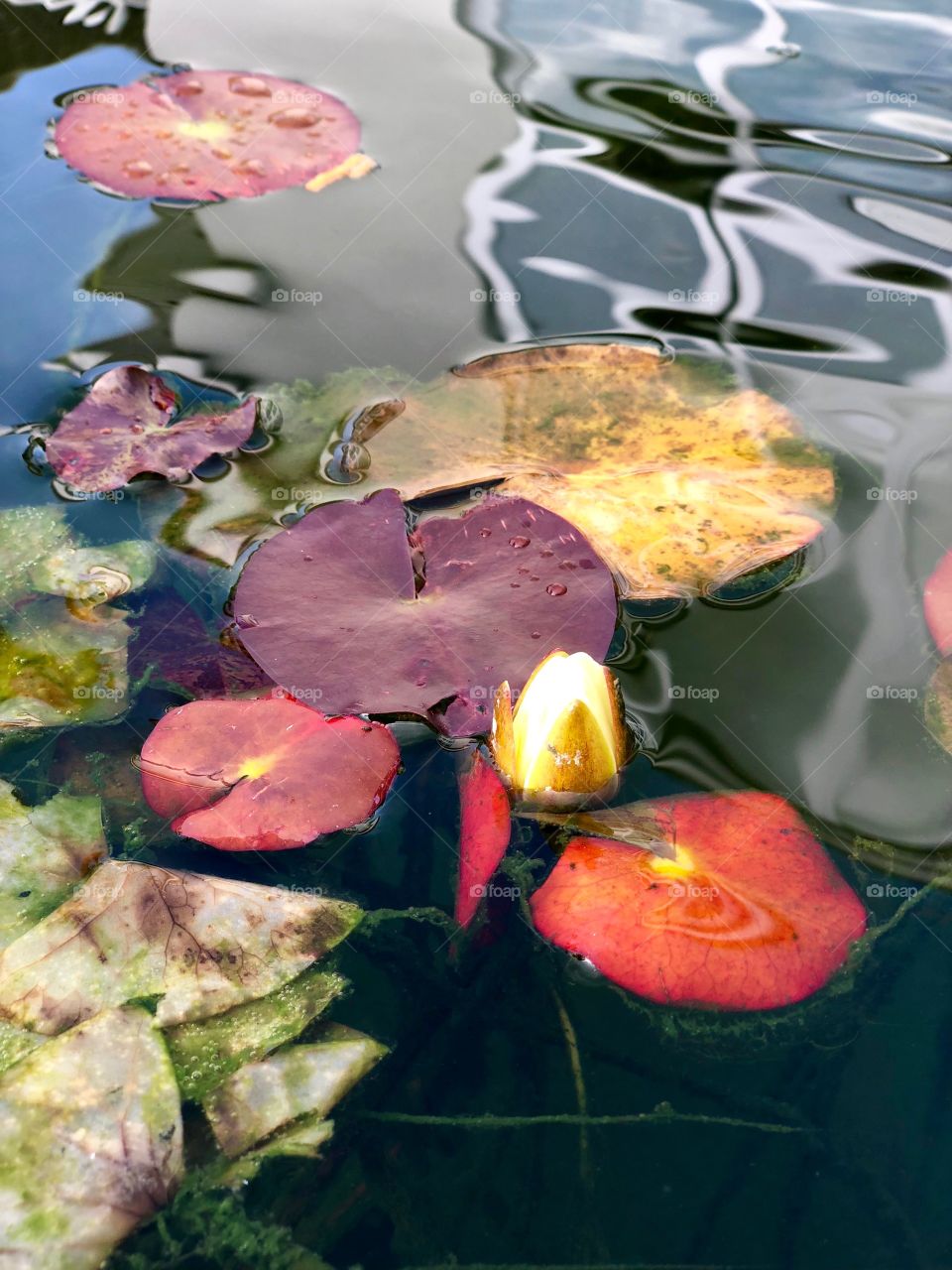 the beautiful buddy of a water lily