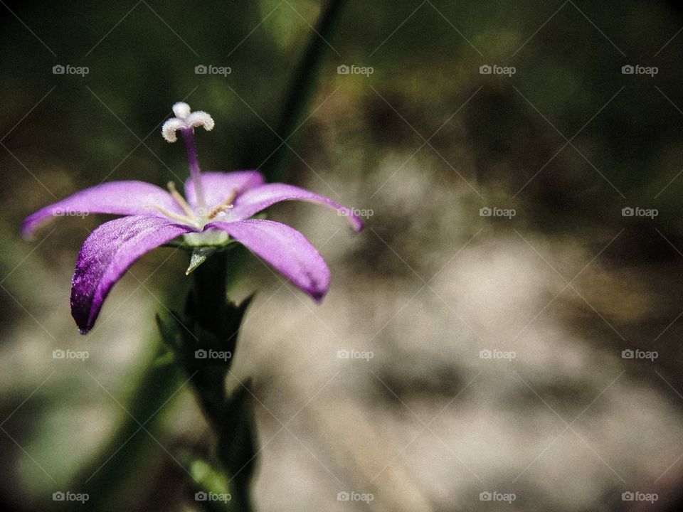 Tiny purple flower
