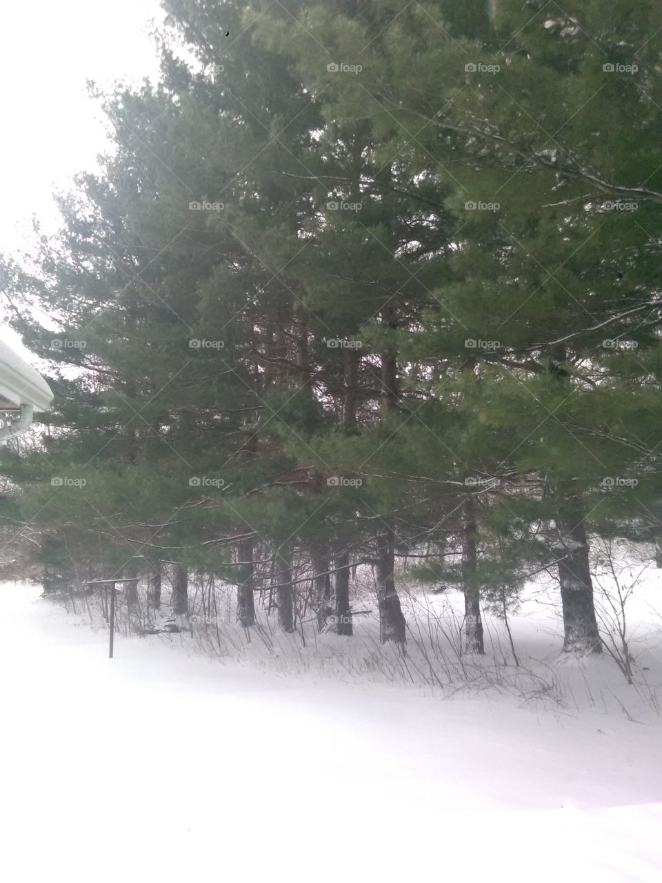 Winter, Tree, Snow, Pine, Season